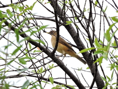 Turdus grayi