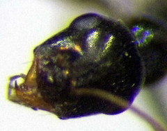 Proformica epinotalis