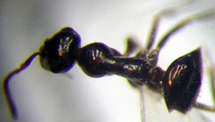 Proformica epinotalis