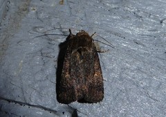 Proteuxoa tetronycha