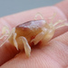 Oyster Pea Crab - Photo (c) Nick Tepper, some rights reserved (CC BY-NC), uploaded by Nick Tepper