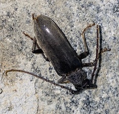 Neoplocaederus