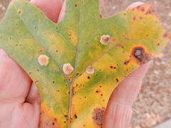 Polystepha pustuloides