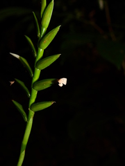 Lemeltonia monadelpha