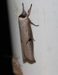 Pilostibes stigmatias