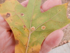 Polystepha pustuloides