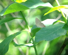 Satyrium liparops