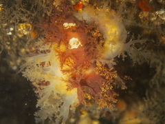 Dendronotus lacteus