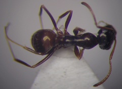 Proformica epinotalis