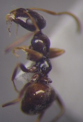 Proformica epinotalis