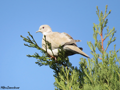 Streptopelia decaocto