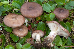 Lactarius brunneoviolaceus
