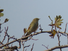 Phylloscopus collybita