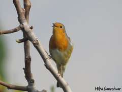 Erithacus rubecula