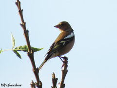 Fringilla coelebs