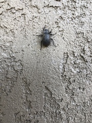 Stenomorpha muricatula