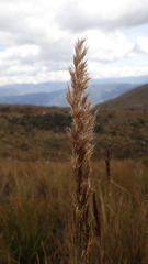 Cortaderia hapalotricha