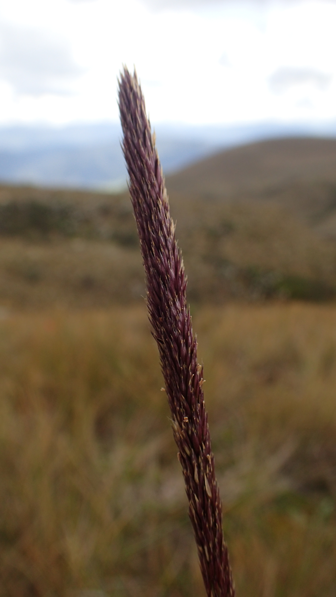 Calamagrostis bogotensis