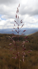 Calamagrostis effusa
