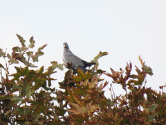 Columba palumbus
