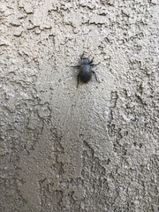 Stenomorpha muricatula