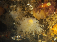 Dendronotus lacteus