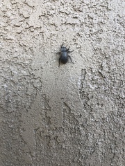 Stenomorpha muricatula