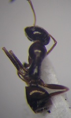 Proformica epinotalis