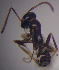 Proformica epinotalis