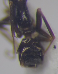 Proformica epinotalis