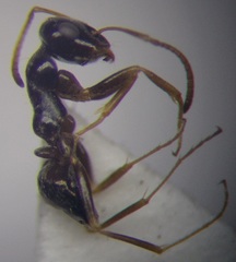 Proformica epinotalis