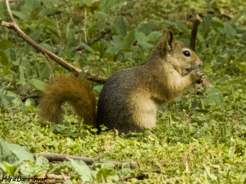 Caucasian Squirrel