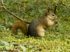Sciurus anomalus