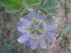 Passiflora arida