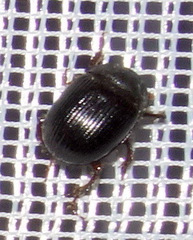 Odonteus armiger