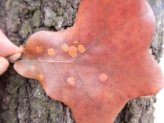 Polystepha quercifolia