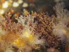 Dendronotus lacteus
