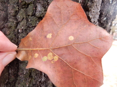Polystepha quercifolia
