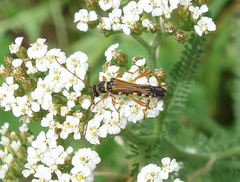 Stenopterus flavicornis
