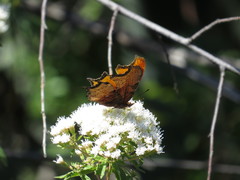 Polygonia haroldii