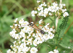 Stenopterus flavicornis