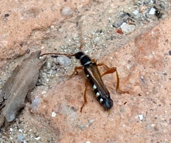 Stenopterus flavicornis