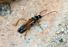 Stenopterus flavicornis