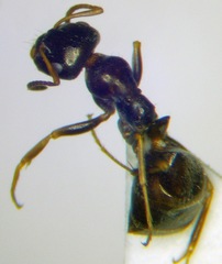 Proformica epinotalis