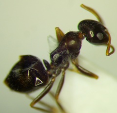 Proformica epinotalis