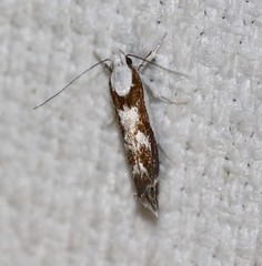 Lichenaula laniata