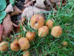Coprinellus