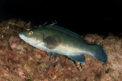 Brown Wrasse photo 5