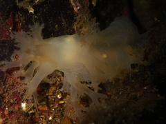 Dendronotus lacteus
