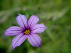 Sisyrinchium platense